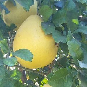 Meet your Posher, Polly